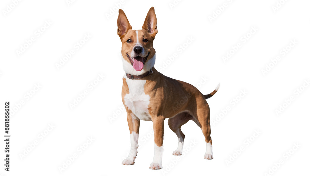 Dog isolated on white Dog isolated on white