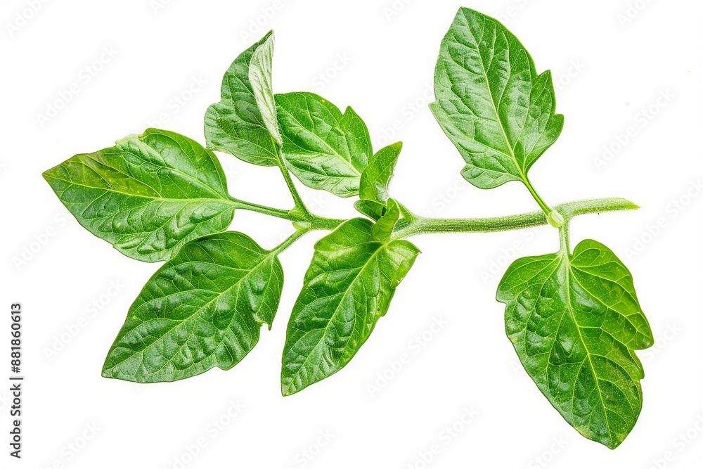 tomato leaf tomato leaf