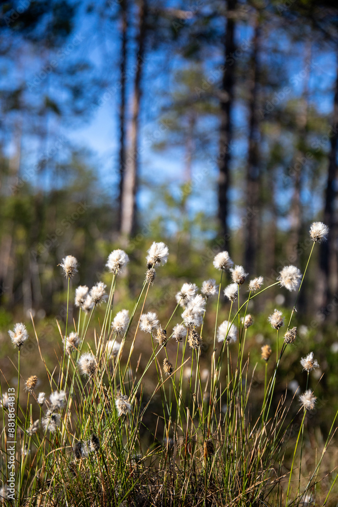 Fototapeta premium cotton grass close up in spring in finland