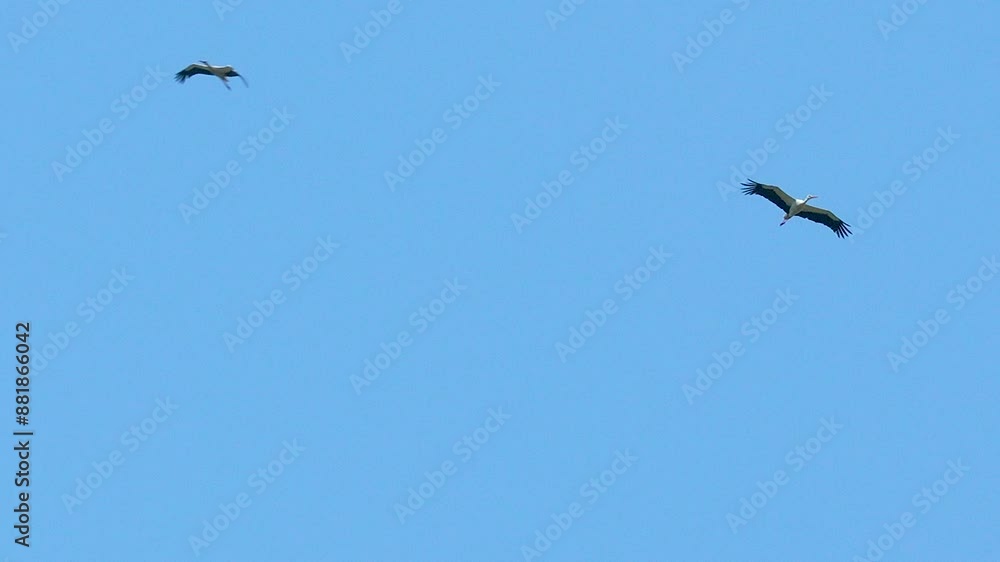 Two storks gliding in the clear blue sky, flying in formation with wings outstretched. Two storks gliding in the clear blue sky, flying in formation with wings outstretched.