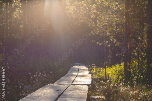 Scenic view of duckboard path through forested wetland in finland photo