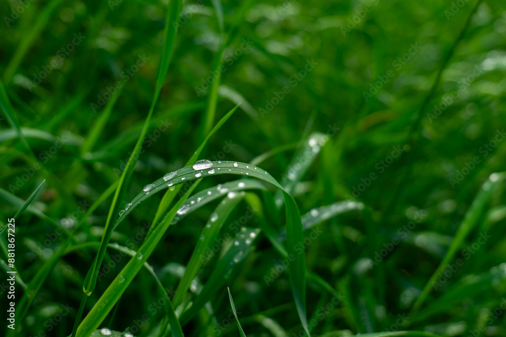 green grass with dew drops close up. water drops on the fresh grass after rain. green grass with dew drops close up. water drops on the fresh grass after rain.