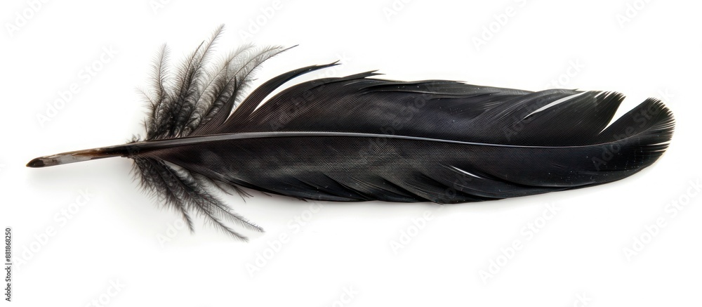 Black Bird Feather Isolated on White Background Black Bird Feather Isolated on White Background