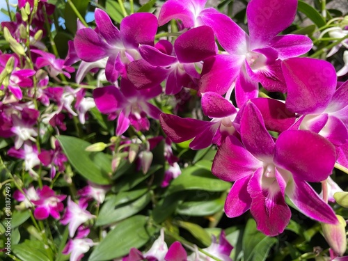 pink and purple flowers