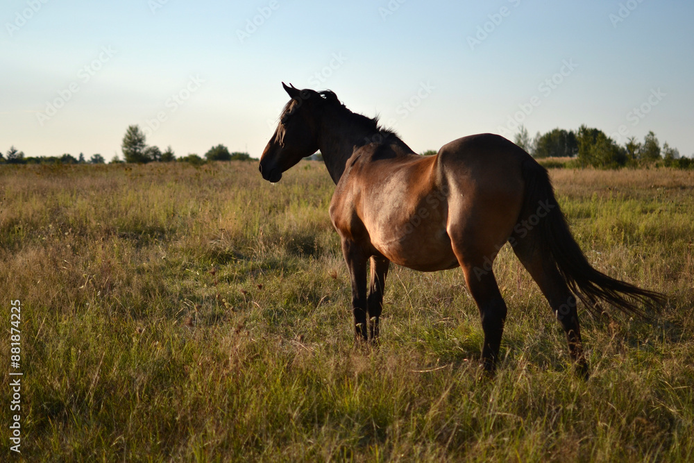 Horse at sunset in a field, rear view Horse at sunset in a field, rear view