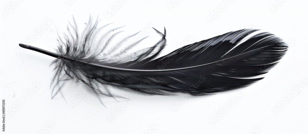 Obraz premium Black Feather on a White Background