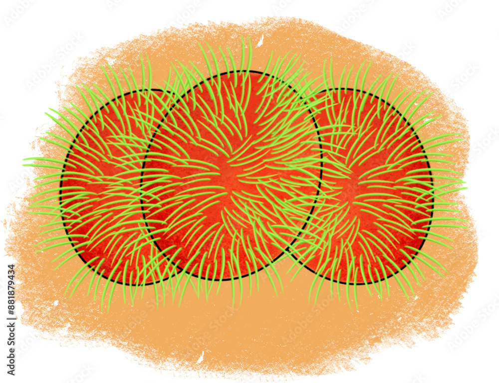 The rambutan apple drawing png image The rambutan apple drawing png image