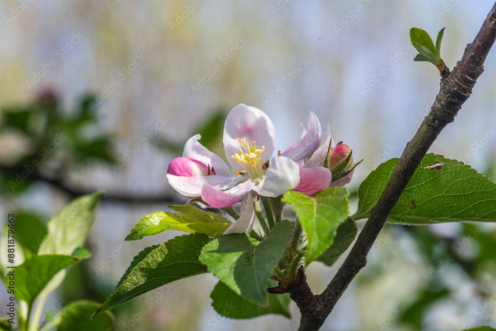 Obraz premium Close-up of an apple blossom on a tree