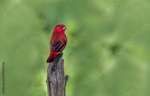 Obraz na płótnie The black-bellied firefinch is a common species of estrildid finch found in Africa. (Lagonosticta rara) w salonie