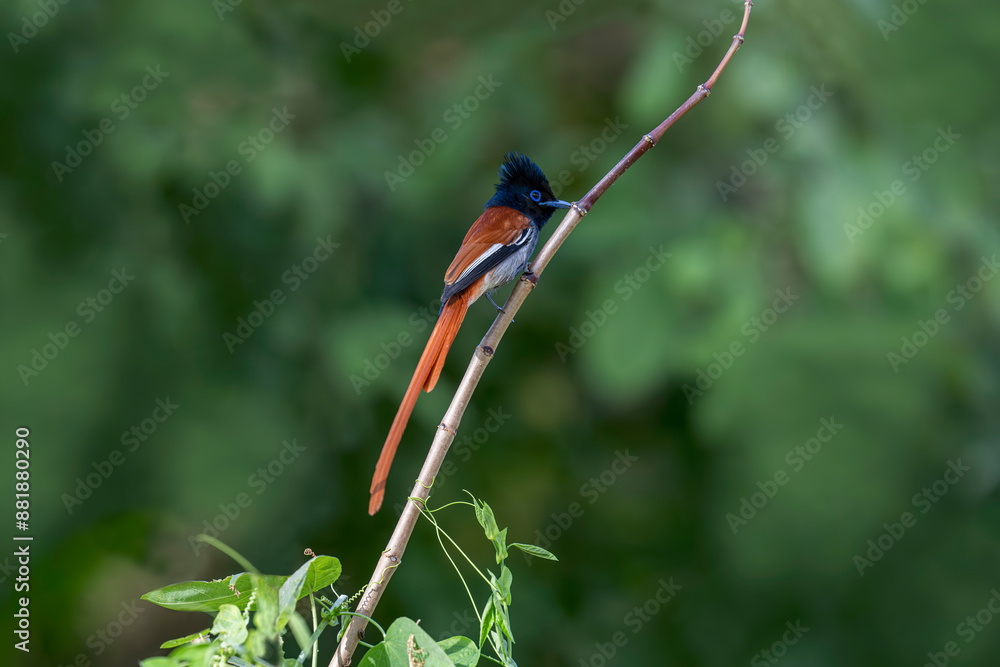 A Indian Paradise flycatcher (Terpsiphone paradisi) perched on a tree branch.
