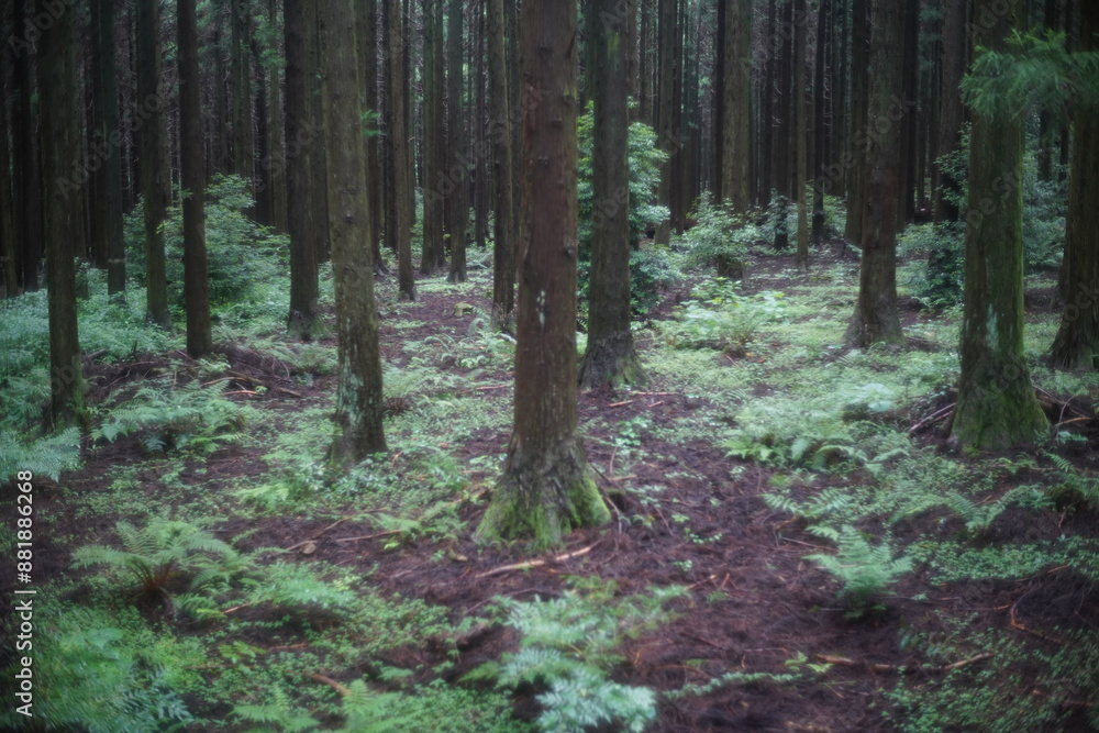 Fototapeta premium forest in Jeju island