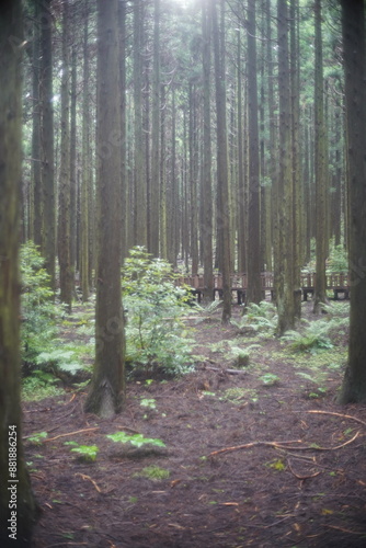 forest in Jeju island