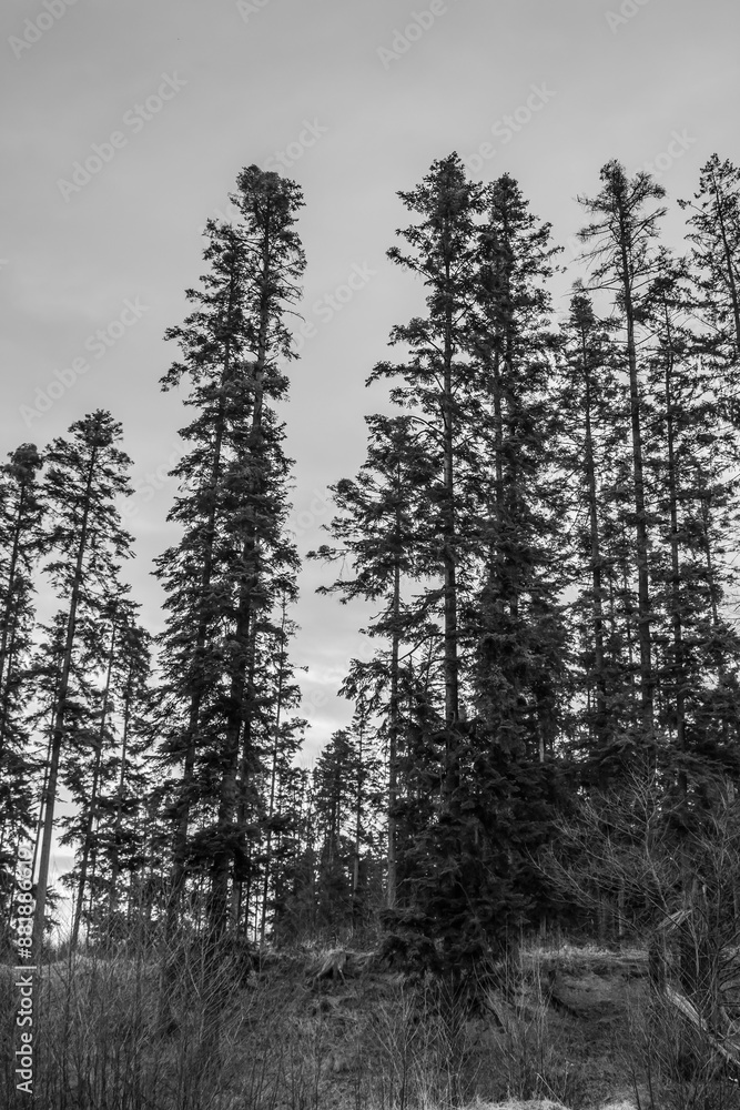 Landscapes - Forest - Europe, Romania, Suceava region Landscapes - Forest - Europe, Romania, Suceava region