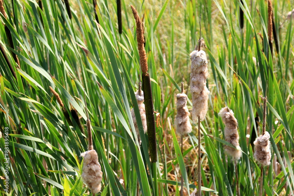 Obraz premium Cattail, Typha latifolia, during summer. Summertime Brown Cattails and Green Blades