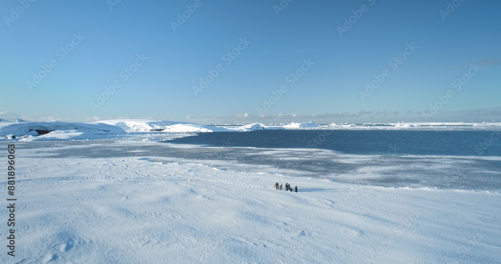 Aerial panorama penguins standing on Antarctica ocean coast. Winter wild nature landscape. Explore wildlife. Beauty of wild animals life and untouched nature on South Pole. Sea birds drone footage Aerial panorama penguins standing on Antarctica ocean coast. Winter wild nature landscape. Explore wildlife. Beauty of wild animals life and untouched nature on South Pole. Sea birds drone footage