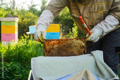 Pszczelarz z plastrem miodu przy otwartym ulu. Produkcja miodu. Ekologiczna pasieka. Zdrowe odżywianie, Tradycyjna, lokalna produkcja miodu photo