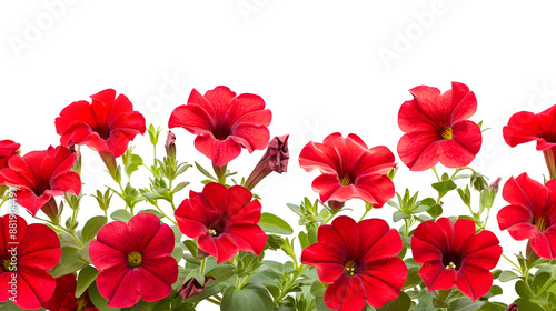 Bouquet of red petunias isolated on a clean white background, showing the vibrant colors and floral elegance of these garden blossoms, perfect for conveying the charm of botanical beauty