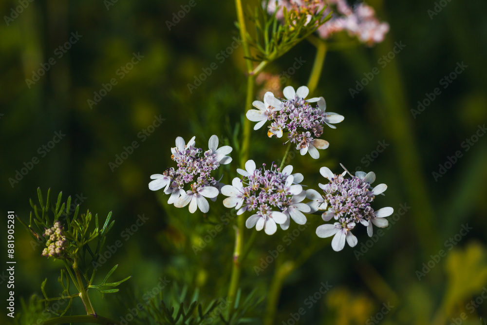 close up view of parsley flowers close up view of parsley flowers