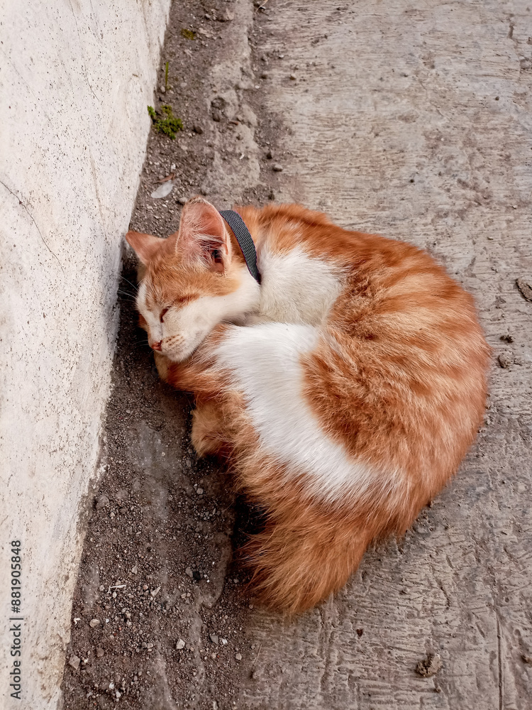 cat is sleeping. Close-up of the muzzle of a sleeping cat with closed eyes. Favorite pets, cat food. cat is sleeping. Close-up of the muzzle of a sleeping cat with closed eyes. Favorite pets, cat food.