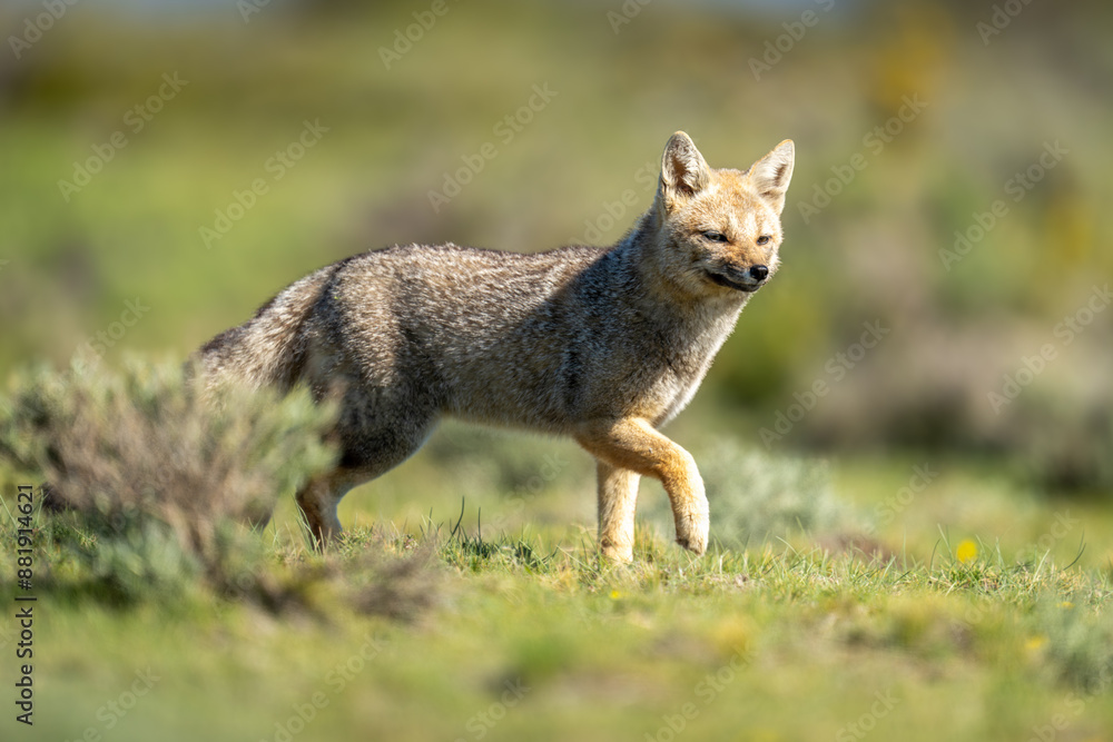 South American gray fox running past bush South American gray fox running past bush