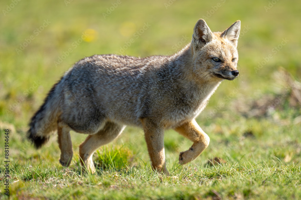 South American gray fox crosses grassy plain South American gray fox crosses grassy plain