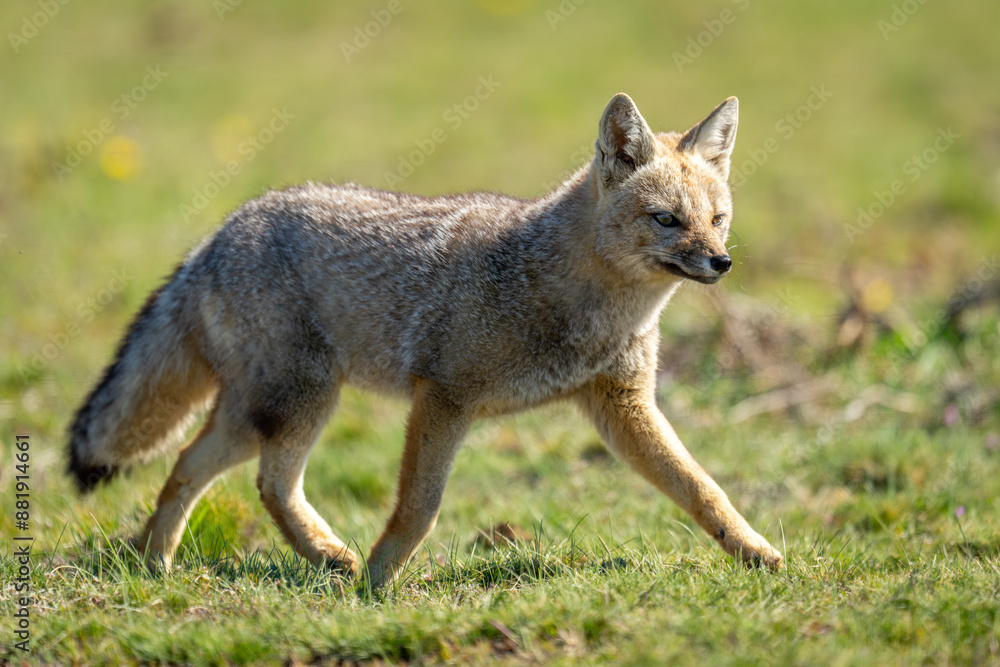 South American gray fox crosses sunlit plain South American gray fox crosses sunlit plain