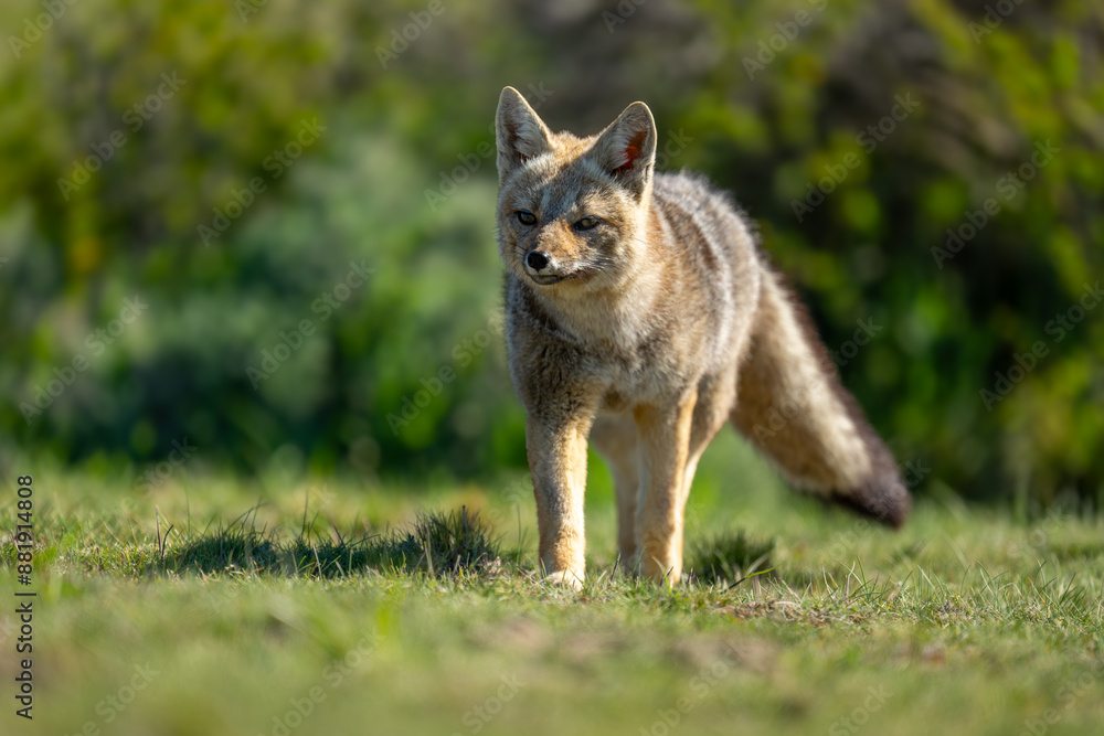 Obraz premium South American gray fox stands near bushes