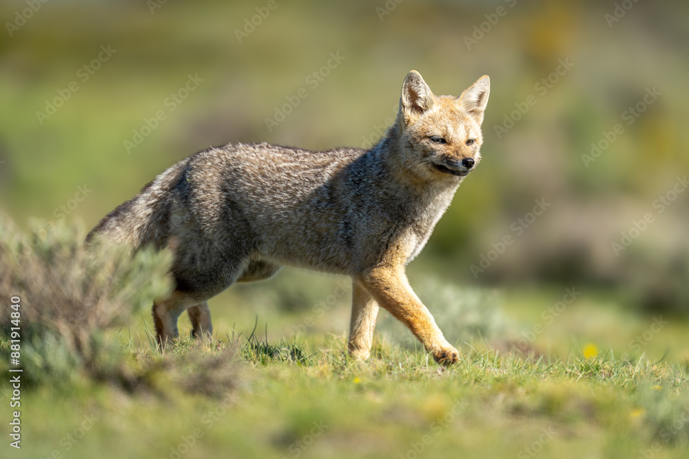 South American gray fox trotting past bush South American gray fox trotting past bush