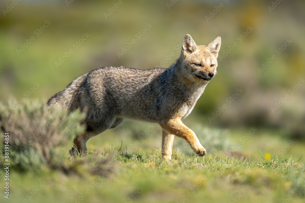 South American gray fox trots past bush South American gray fox trots past bush