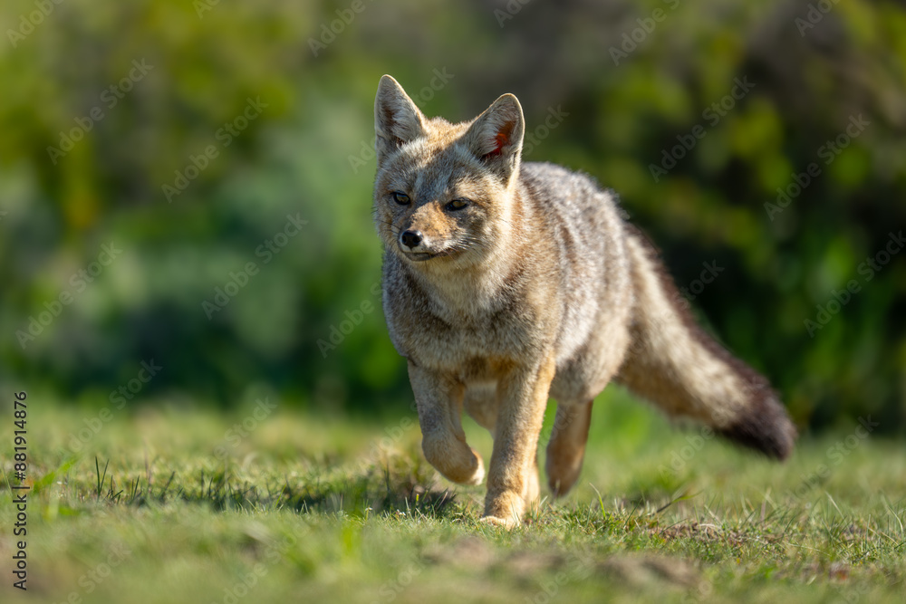 Fototapeta premium South American gray fox trots towards camera