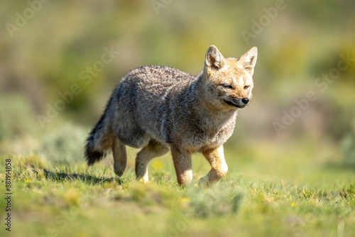 Wallpaper Mural South American gray fox trotting across field Torontodigital.ca