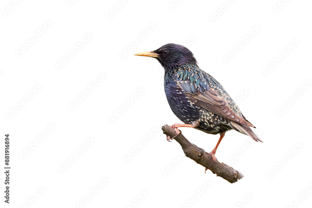Fototapeta premium Common starling bird isolated (Sturnus vulgaris)