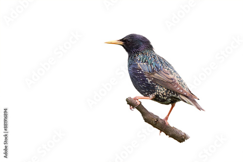 фотографія Common starling bird isolated (Sturnus vulgaris)