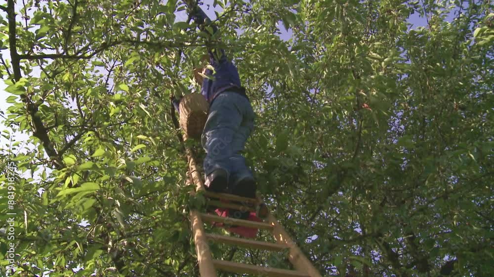 picking cherrys in a tree picking cherrys in a tree