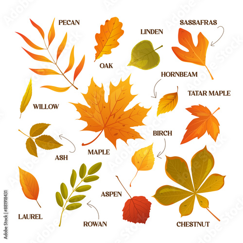 Vector cartoon autumn leaves collection with names.
