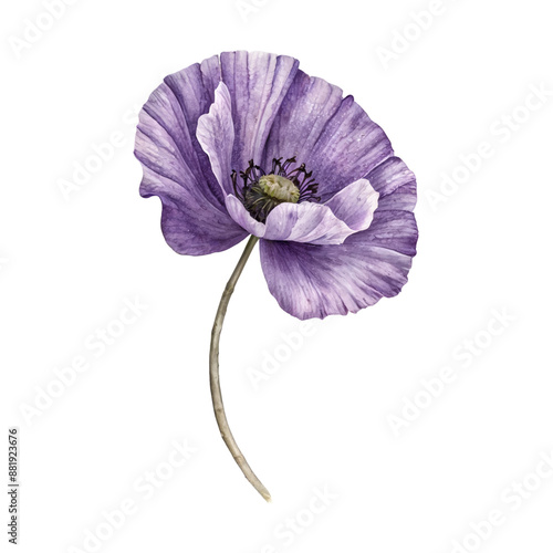 A single purple poppy flower with a long stem on a transparent background