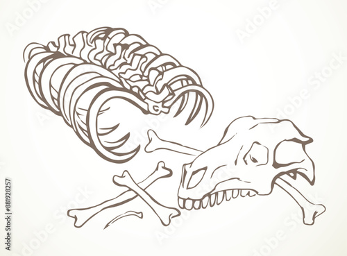 Bones and skull of a horse. Vector drawing