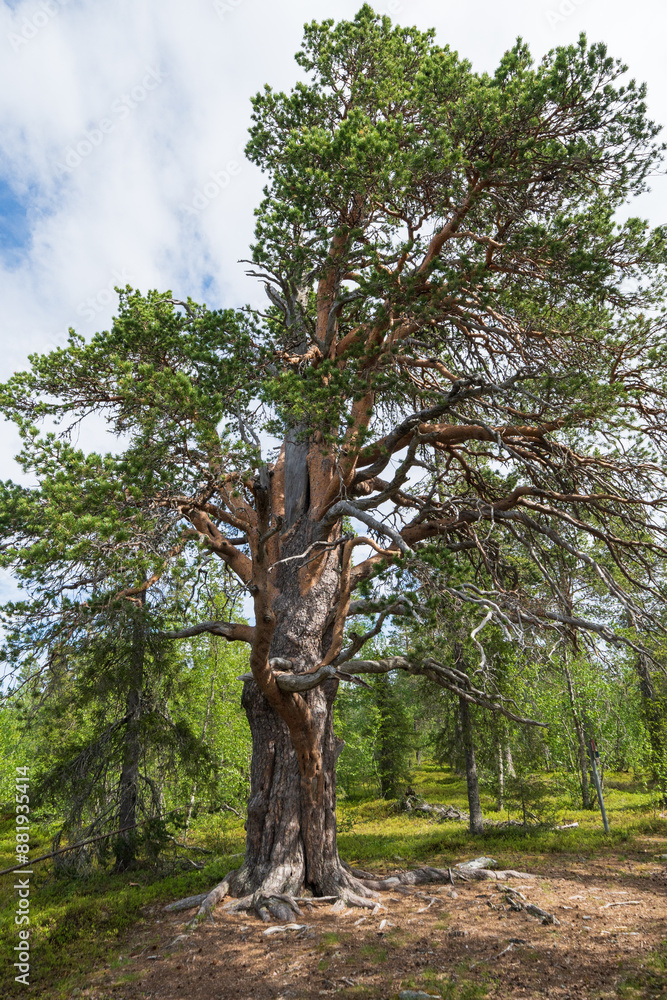 Fototapeta premium Porjustallen, 800 year old pine tree in Jokkmokk, Lappland, Sweden