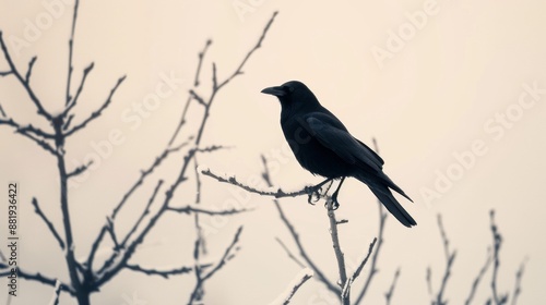 A Black Crow Perched On A Bare Branch in Winter