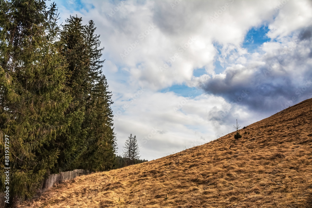 Naklejka premium Landscapes - Macro - Forest - Europe, Romania, Suceava region