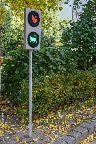 Obraz na płótnie Traffic light for cats on pedestrian street Kurortny prospect at autumn. Zelenogradsk. Kaliningrad region. Russia w salonie
