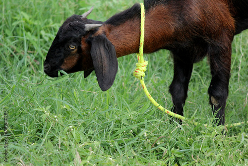 Goat eating grass in farm agriculture land photo