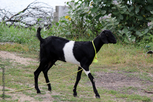 Wallpaper Mural Goat eating grass in farm agriculture land Torontodigital.ca