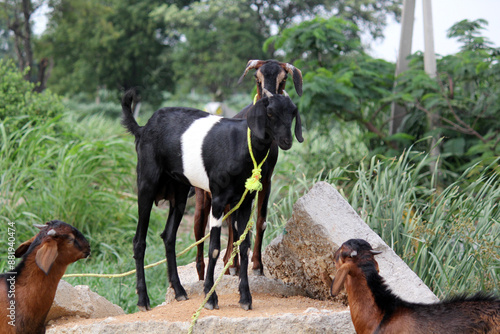 Goat eating grass in farm agriculture land photo