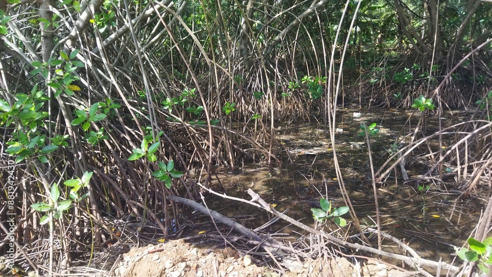 Mangrove forest plants with thick roots Mangrove forest plants with thick roots