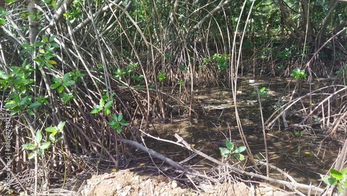 Mangrove forest plants with thick roots © Prihatin 