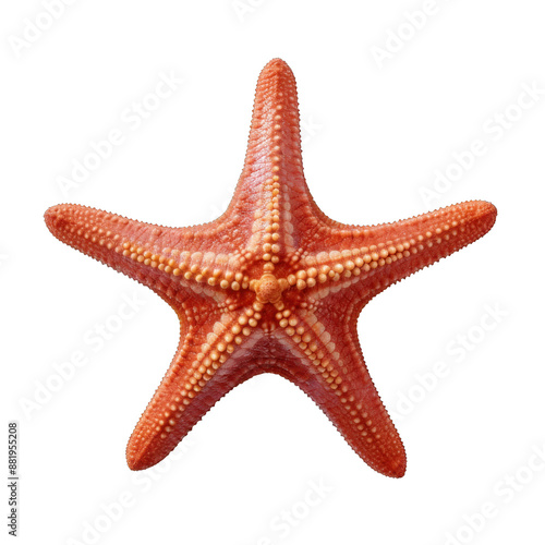 Bright orange starfish isolated on transparent background.