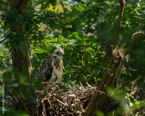 young buzzard baby sitting on a nest. watching and calling for its mother. 
 photo