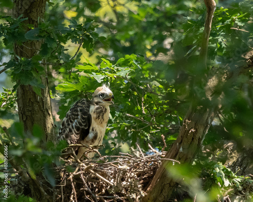 young buzzard baby sitting on a nest. watching and calling for its mother. 
