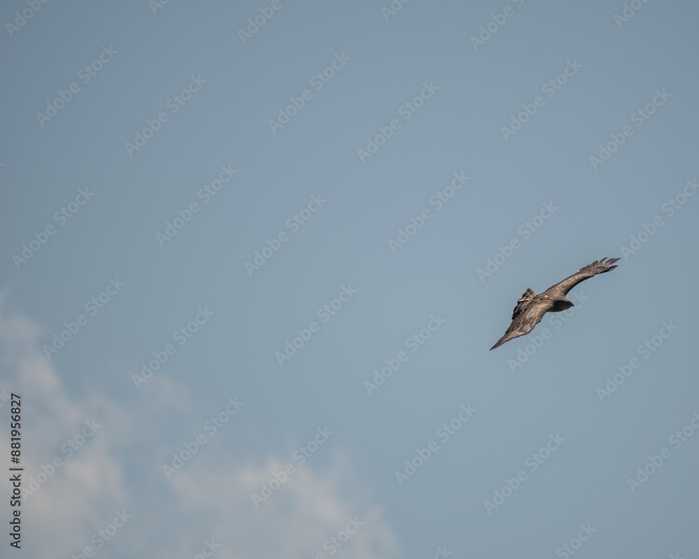 a short toed eagle flying in the pyrenees. a short toed eagle flying in the pyrenees.